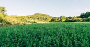 blog-10